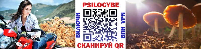 Галлюциногенные грибы Psilocybe Великие Луки